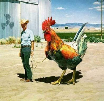 chicken.jpg